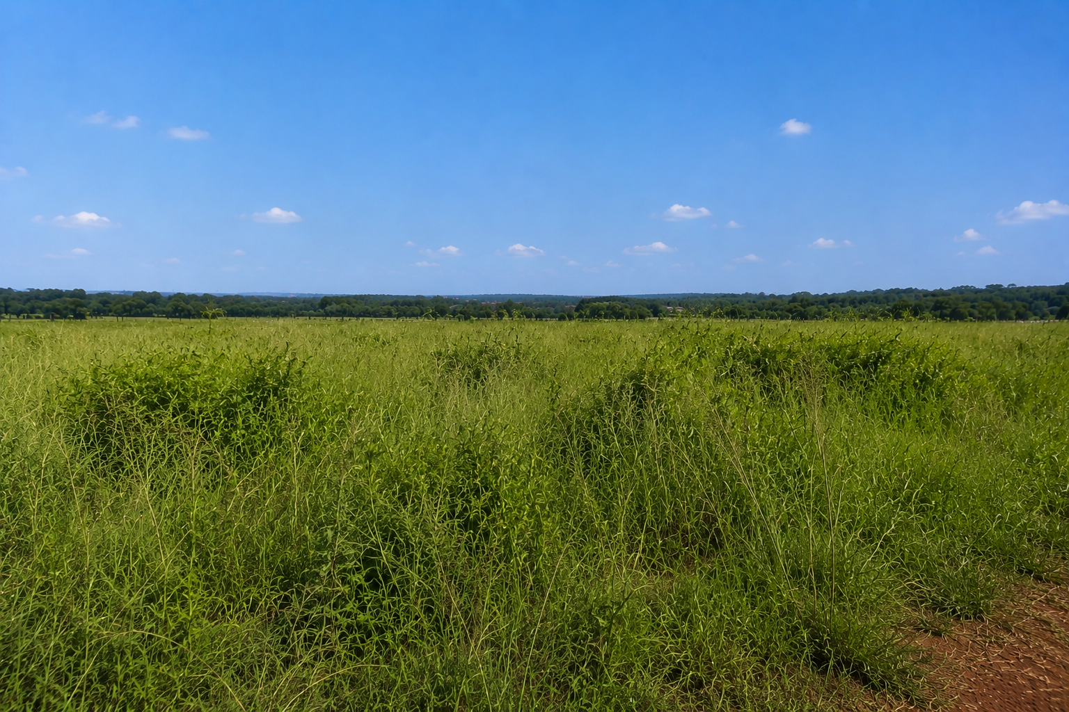Roçagem de Terrenos - Antes e depois: veja a diferença que a roçagem faz.
